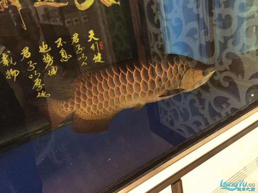 龍魚養了一年半對比圖在附上幾張三文虎歡迎探討 龍魚養了一年半對比圖在附上幾張三文虎歡迎探討 虎魚百科 第8張