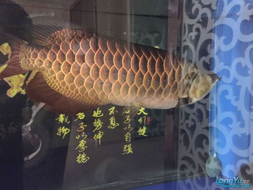 龍魚養了一年半對比圖在附上幾張三文虎歡迎探討 龍魚養了一年半對比圖在附上幾張三文虎歡迎探討 虎魚百科 第7張