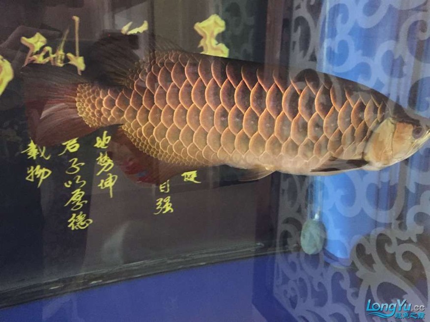 龍魚養了一年半對比圖在附上幾張三文虎歡迎探討 龍魚養了一年半對比圖在附上幾張三文虎歡迎探討 虎魚百科 第6張