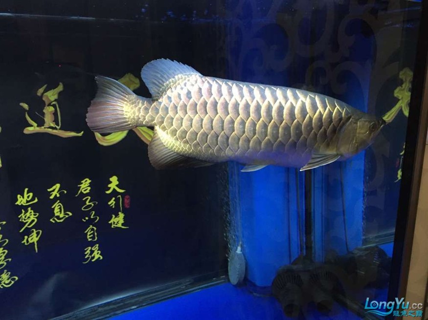 龍魚養了一年半對比圖在附上幾張三文虎歡迎探討 龍魚養了一年半對比圖在附上幾張三文虎歡迎探討 虎魚百科 第10張