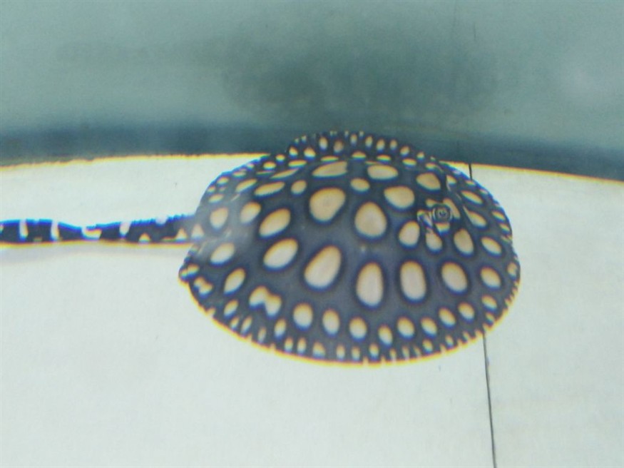 1.5米的魚缸需要多厚的玻璃 1.5米的魚缸需要多厚的玻璃 魚缸百科