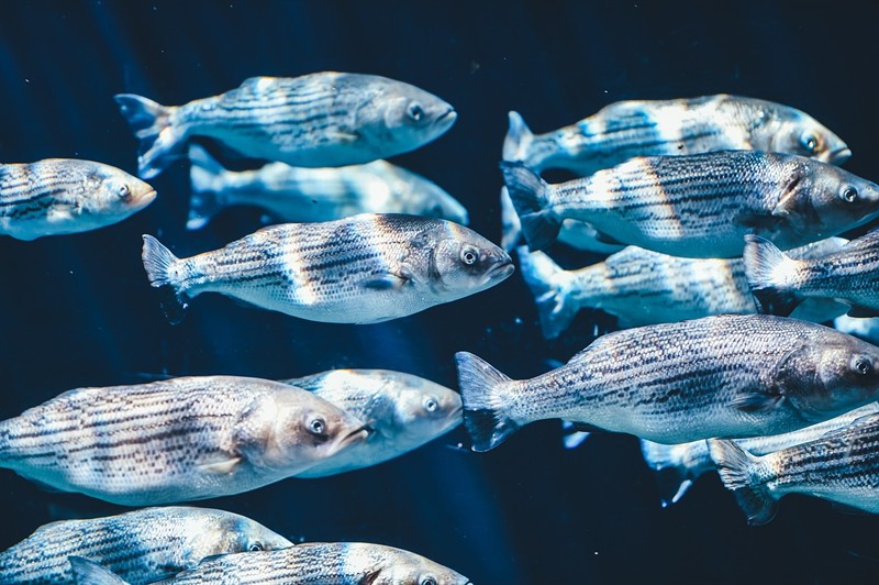 加點啥配魚？或者加個啥魚虎魚不喜歡