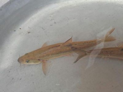 白條魚能養(yǎng)魚缸嗎：如何在魚缸中養(yǎng)活白條魚