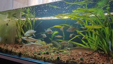 白條魚能養(yǎng)魚缸嗎：如何在魚缸中養(yǎng)活白條魚