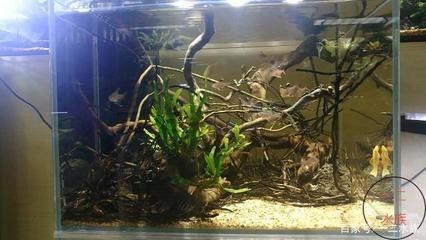草缸 魚缸 區別大嗎：草缸與魚缸有什么區別？