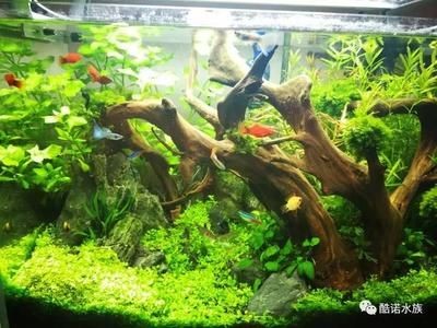草缸 魚缸 區別大嗎：草缸與魚缸有什么區別？