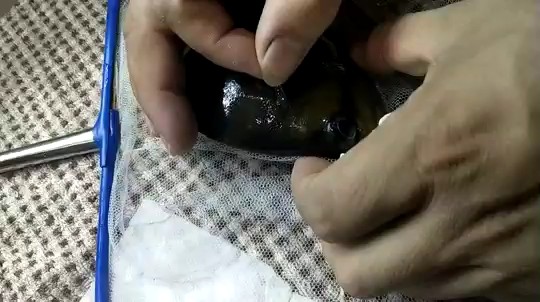 虎魚頭上長包了