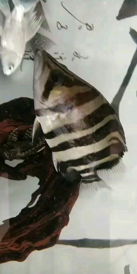 求助我這虎魚怎么了？求大神指點
