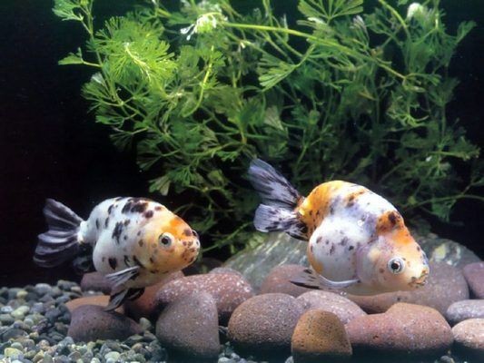 怎樣才能讓魚缸里的水干凈透明，魚缸換水的最佳時間和方法
