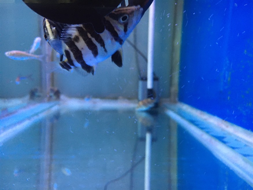 虎魚狀態咋樣？
