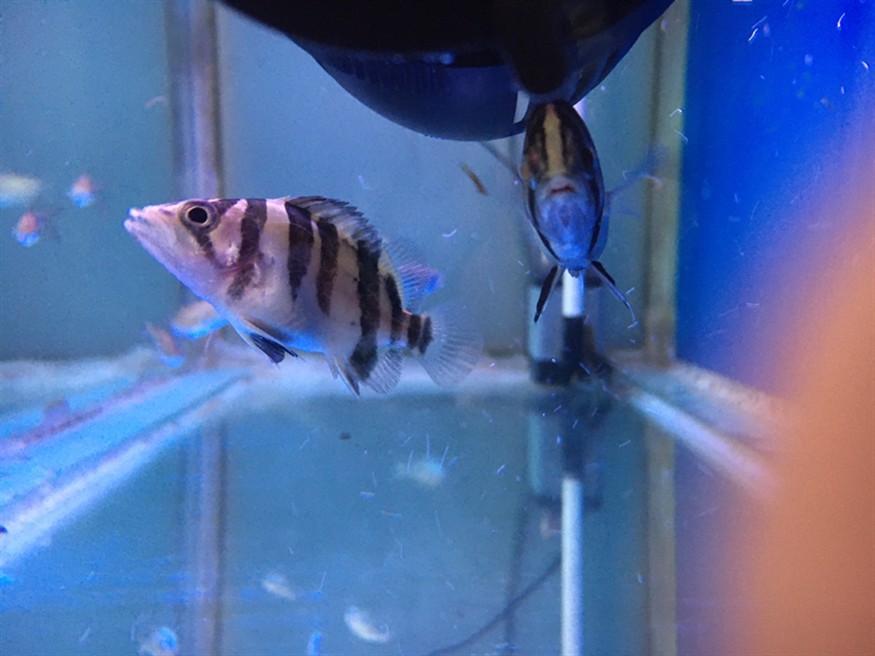 虎魚狀態咋樣？