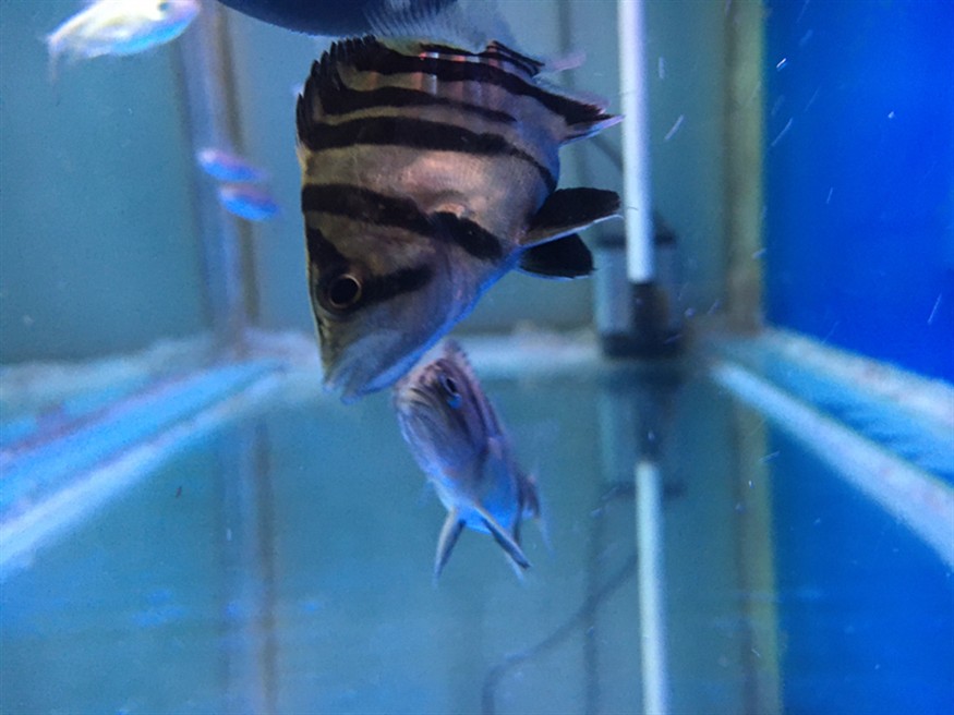 虎魚狀態咋樣？