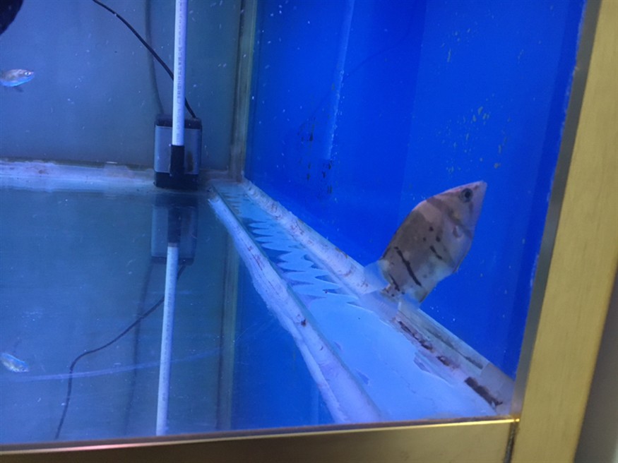 虎魚狀態咋樣？