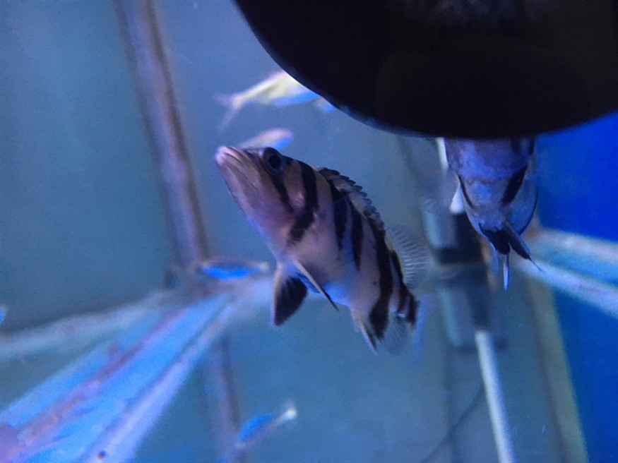虎魚狀態咋樣？