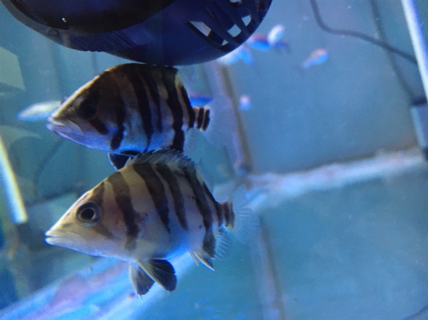虎魚狀態咋樣？