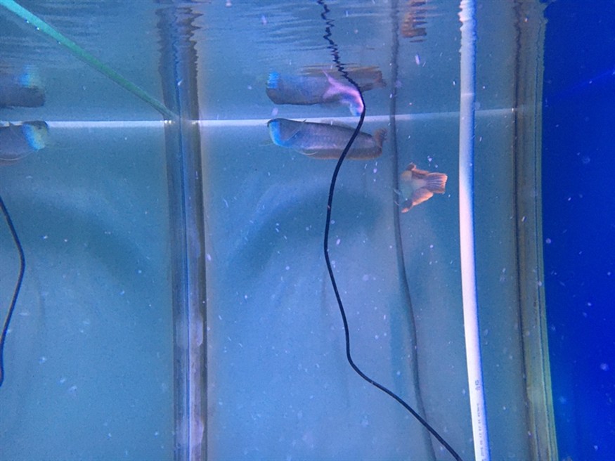 虎魚狀態咋樣？