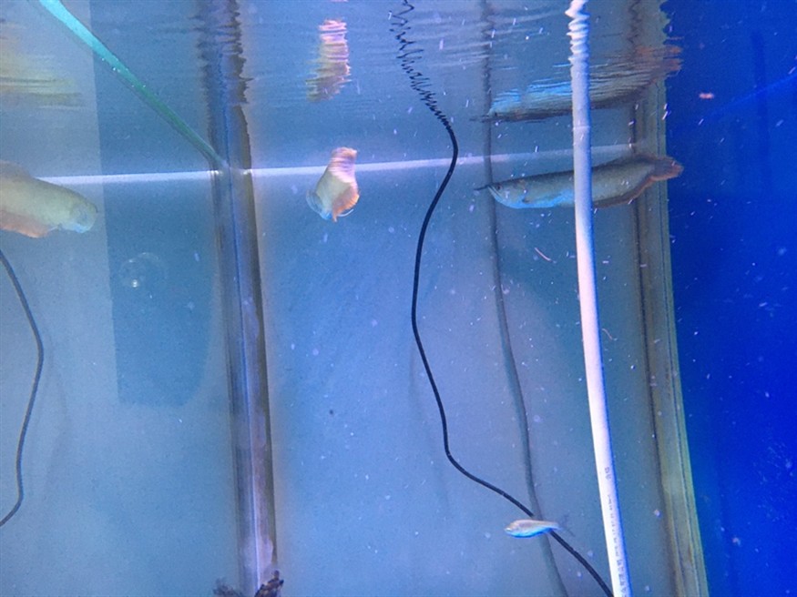 虎魚狀態咋樣？