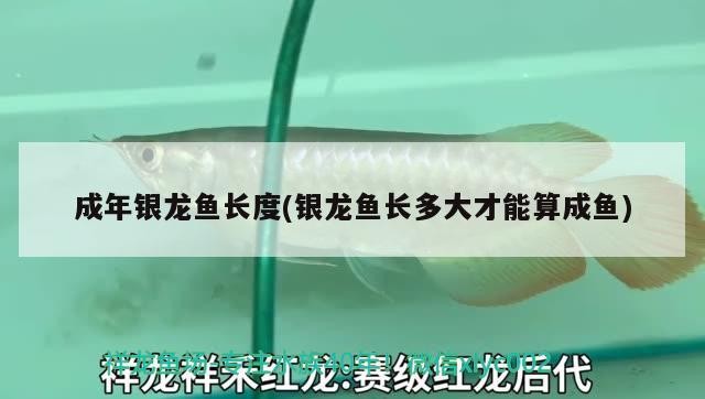 成年銀龍魚長度(銀龍魚長多大才能算成魚)