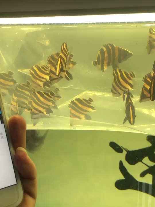 今天剛剛到了魚缸定制定做0只 小虎