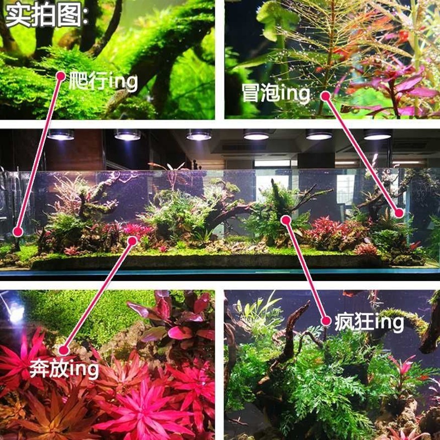 魚缸常見水草的種類