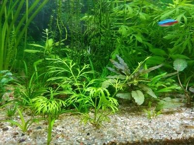 魚缸常見水草的種類