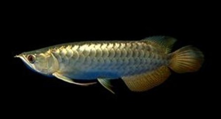 金龍魚不在水面上游的原因 金龍魚不在水面上游的原因 龍魚百科 第2張