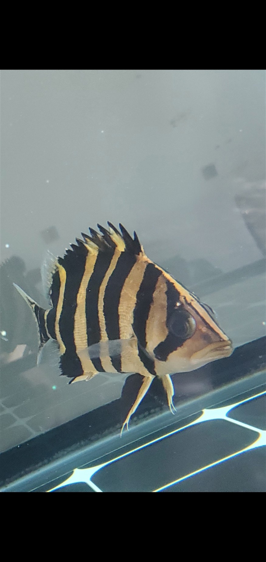 請問魚友大神看下這條虎魚是怎么回事