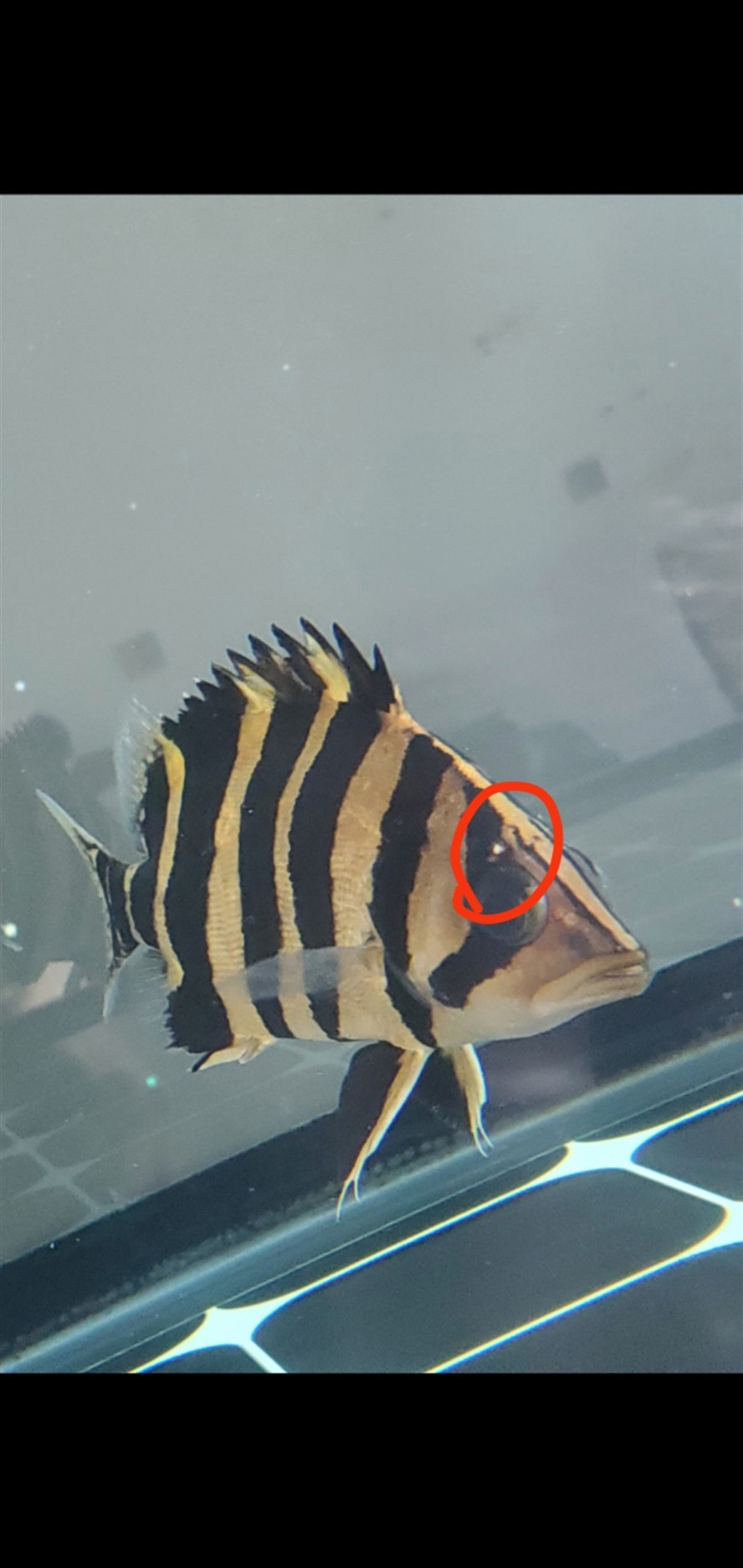 請問魚友大神看下這條虎魚是怎么回事