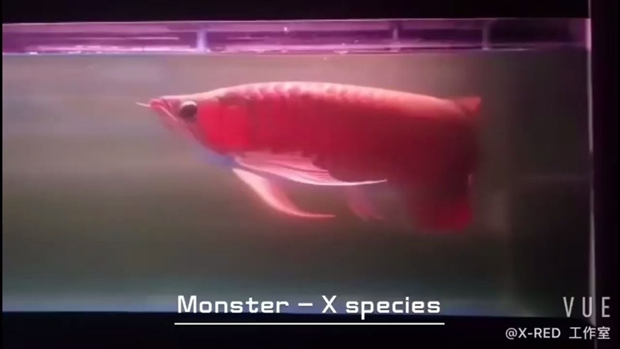 龍魚喂凍食解凍多久可以吃食物