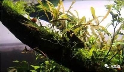 大型南美魚缸造景設(shè)計方案：南美魚缸造景植物的選擇 大型南美魚缸造景設(shè)計方案：南美魚缸造景植物的選擇 魚缸百科 第1張