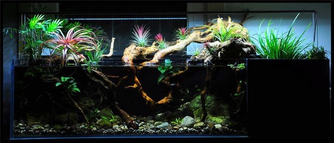 大型南美魚缸造景設(shè)計方案：南美魚缸造景植物的選擇 大型南美魚缸造景設(shè)計方案：南美魚缸造景植物的選擇 魚缸百科 第3張