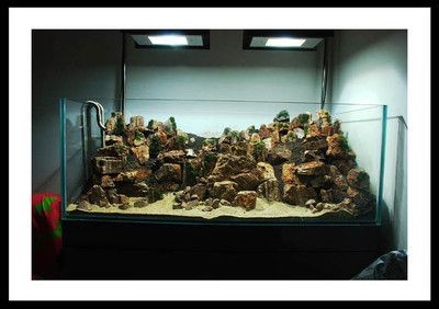 大型南美魚缸造景設(shè)計方案：南美魚缸造景植物的選擇 大型南美魚缸造景設(shè)計方案：南美魚缸造景植物的選擇 魚缸百科 第4張