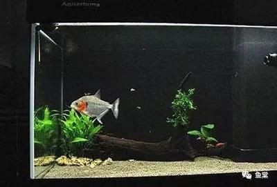 虎魚好養(yǎng)活嗎怎么養(yǎng)：虎魚好養(yǎng)活嗎