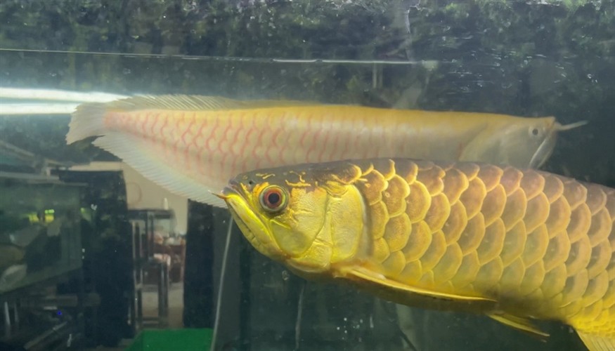 有想要一起交流龍魚虎魚心得的嗎