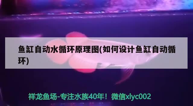 魚缸自動水循環原理圖(如何設計魚缸自動循環)