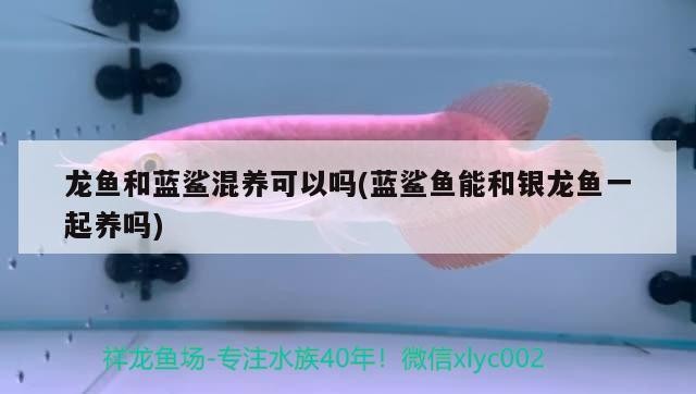 龍魚和藍鯊混養(yǎng)可以嗎(藍鯊魚能和銀龍魚一起養(yǎng)嗎)