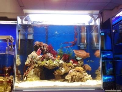 大型海洋魚缸定制廠家：大型海洋魚缸定制服務(wù)的廠家
