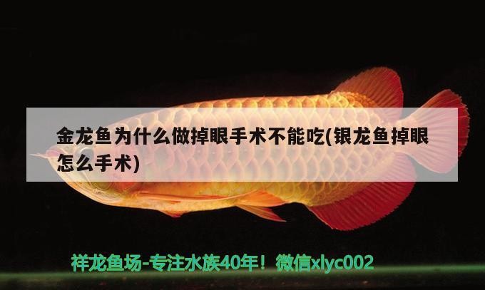 金龍魚為什么做掉眼手術(shù)不能吃(銀龍魚掉眼怎么手術(shù)) 金龍魚為什么做掉眼手術(shù)不能吃(銀龍魚掉眼怎么手術(shù)) 銀龍魚百科