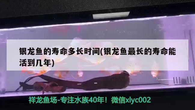 銀龍魚的壽命多長時間(銀龍魚最長的壽命能活到幾年) 銀龍魚的壽命多長時間(銀龍魚最長的壽命能活到幾年) 銀龍魚百科 第3張