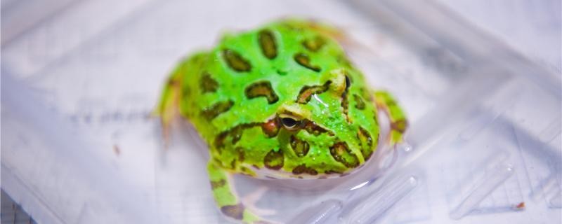 角蛙剛到家怎么辦 角蛙剛到家怎么辦 紅龍魚百科