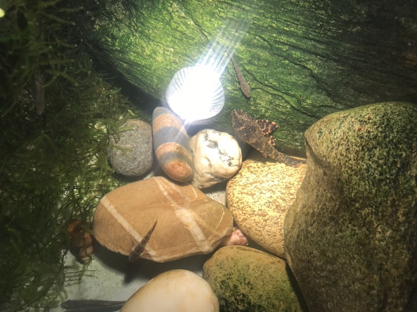 蝦虎原生魚 虎魚百科 第2張 蝦虎原生魚 蝦虎原生魚 虎魚百科 第2張