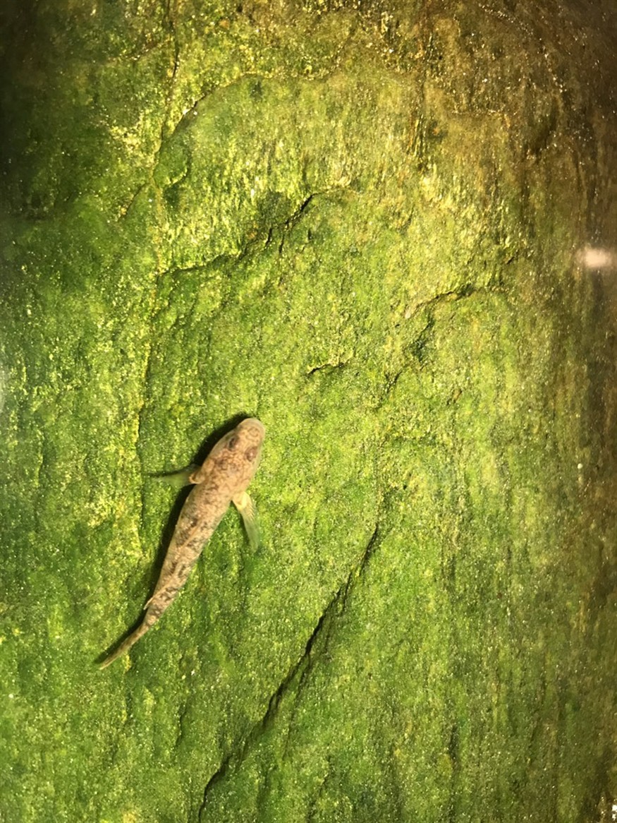 蝦虎原生魚 虎魚百科 第3張 蝦虎原生魚 蝦虎原生魚 虎魚百科 第3張