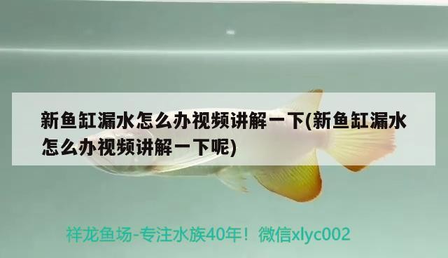 新魚缸漏水怎么辦視頻講解一下(新魚缸漏水怎么辦視頻講解一下呢)