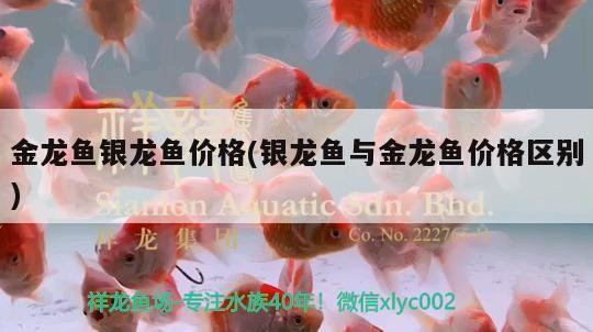 金龍魚銀龍魚價格(銀龍魚與金龍魚價格區別)