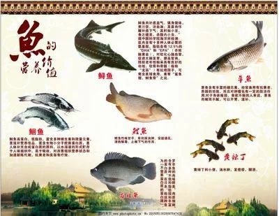 龍魚的營養成分及功效