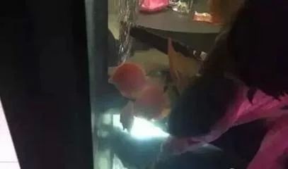 龍魚的營養成分及功效