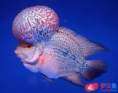 龍魚怎么馴服的