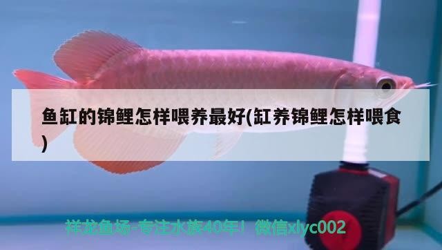魚缸的錦鯉怎樣喂養最好(缸養錦鯉怎樣喂食)
