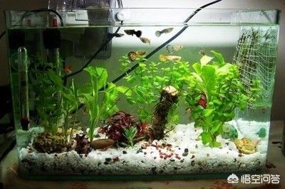 把魚缸蓋子打開氧氣會多嗎：魚缸氧氣泵的作用