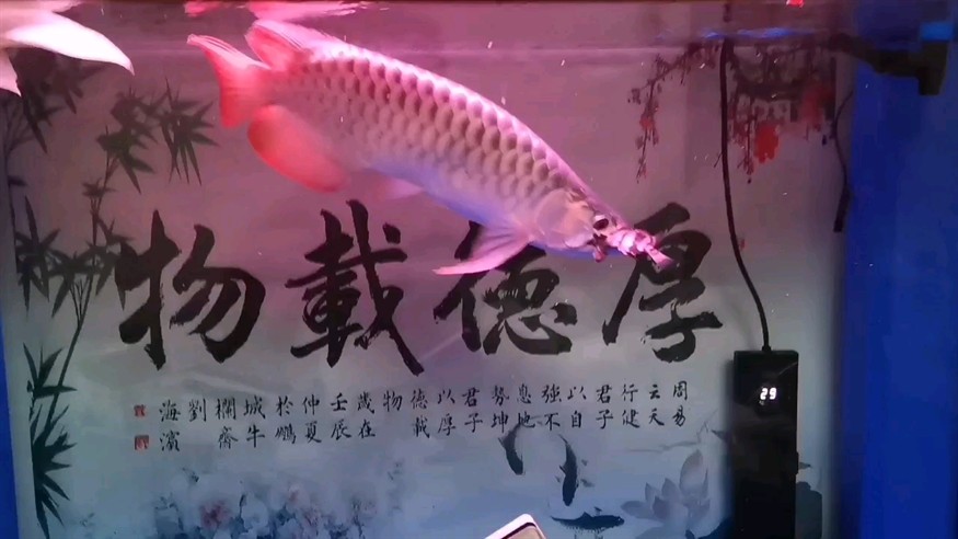 龍魚吃虎魚太慘了救不了